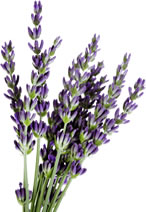 lavender bundle