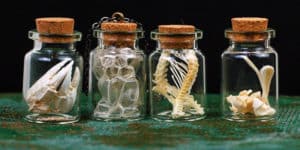 vertebrae in a glass vials